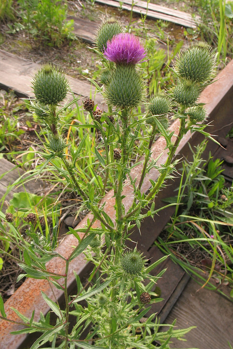 Изображение особи Cirsium vulgare.