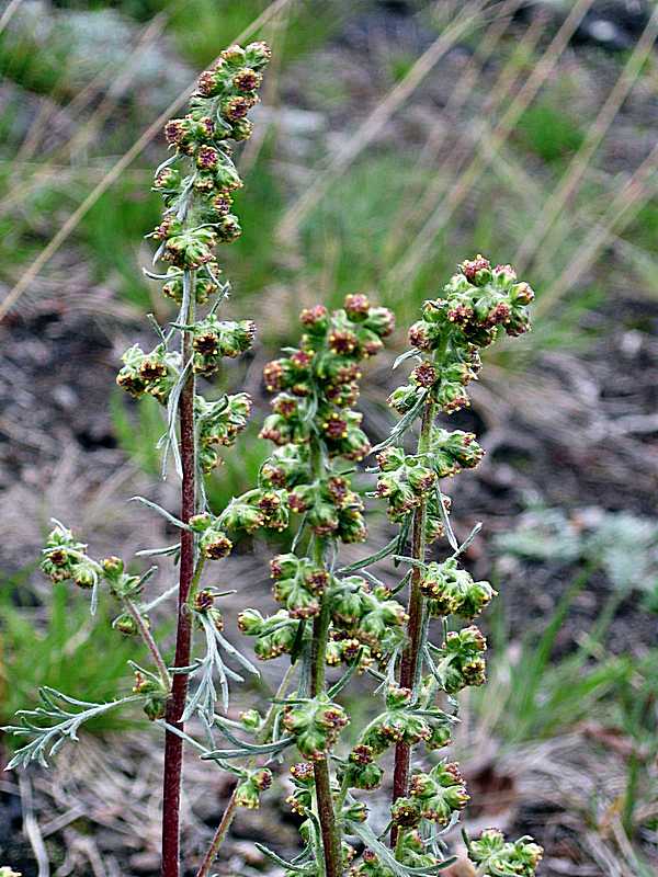 Image of Artemisia furcata specimen.