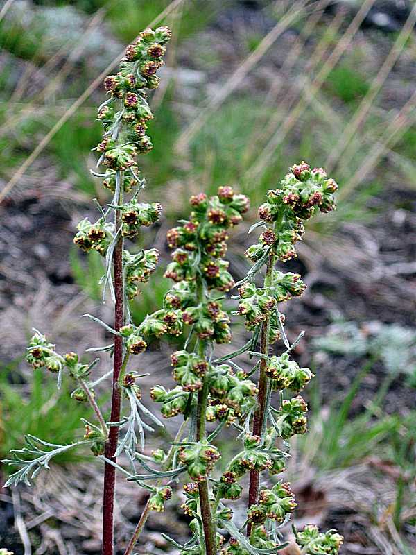 Изображение особи Artemisia furcata.