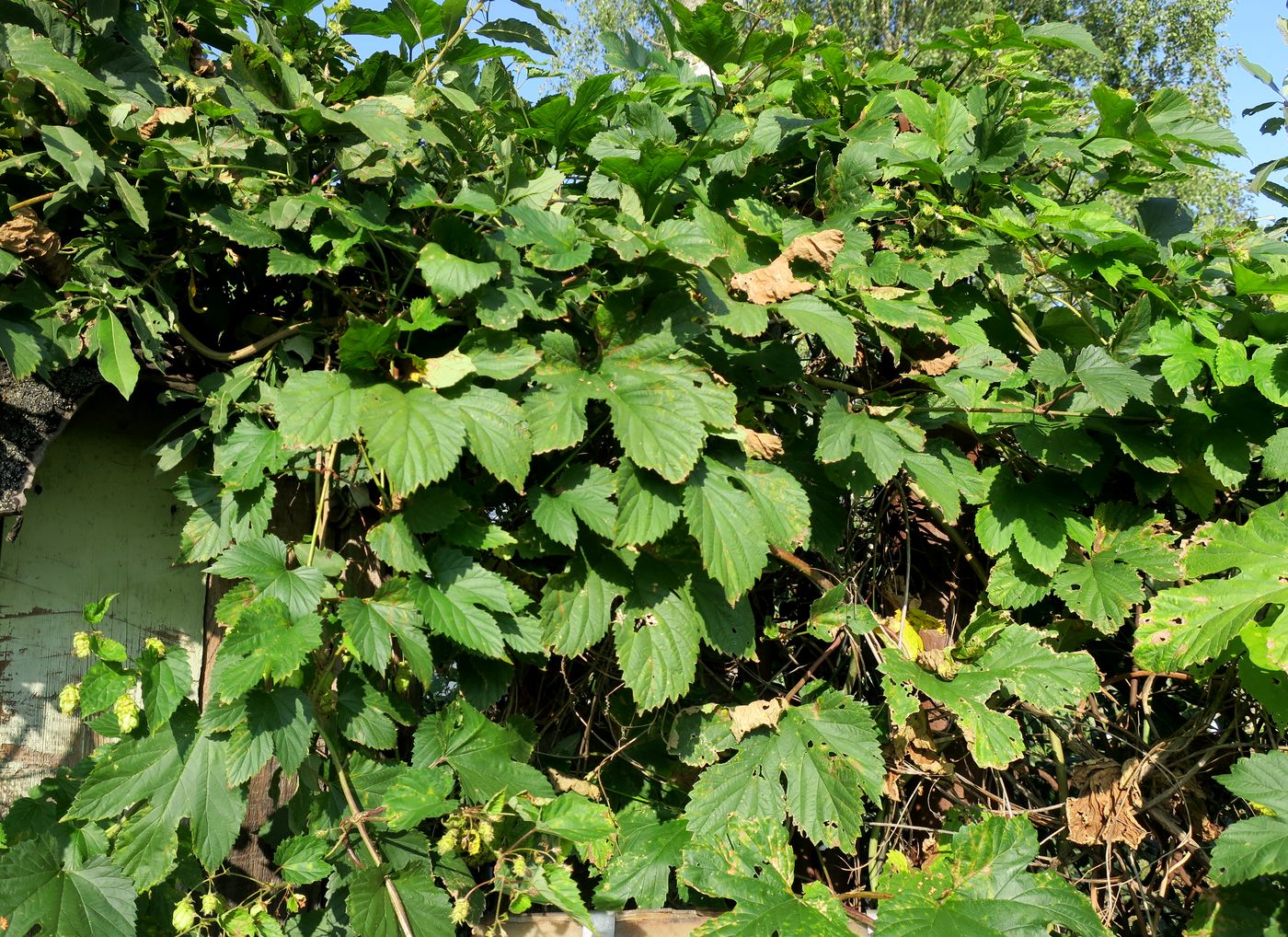 Изображение особи Humulus lupulus.