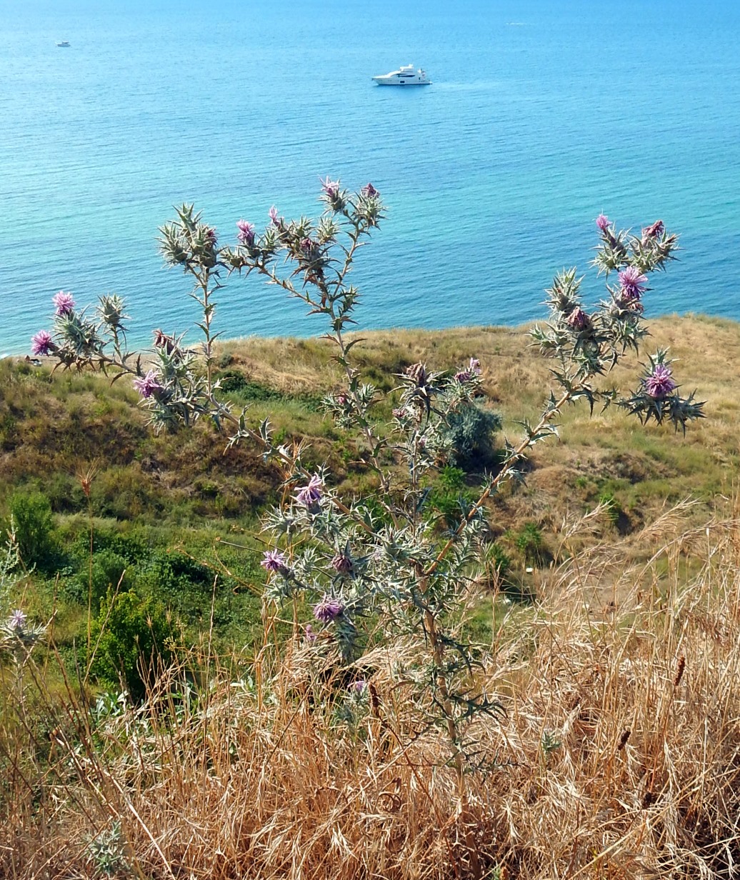 Изображение особи Carthamus glaucus.