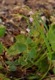 Clinopodium menthifolium