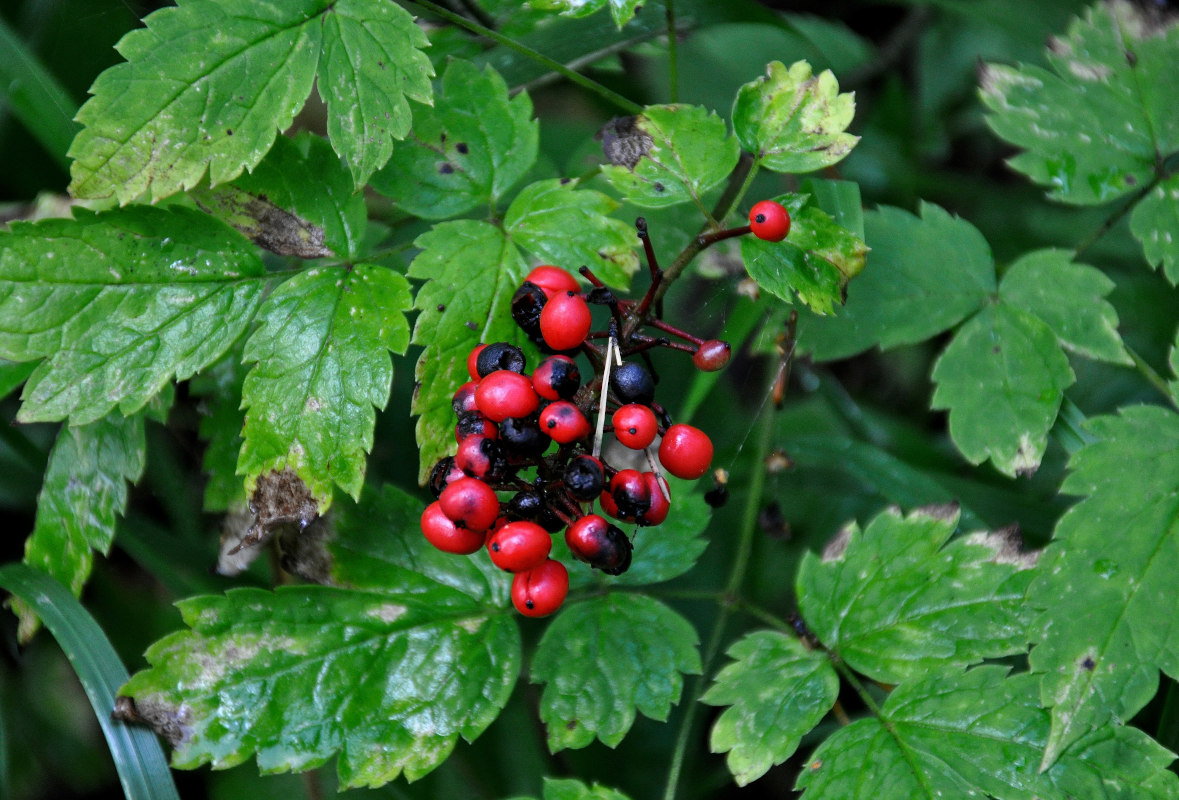 Изображение особи Actaea erythrocarpa.