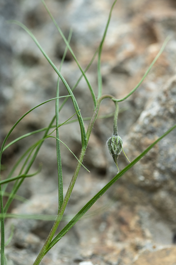 Image of Scorzonera seidlitzii specimen.