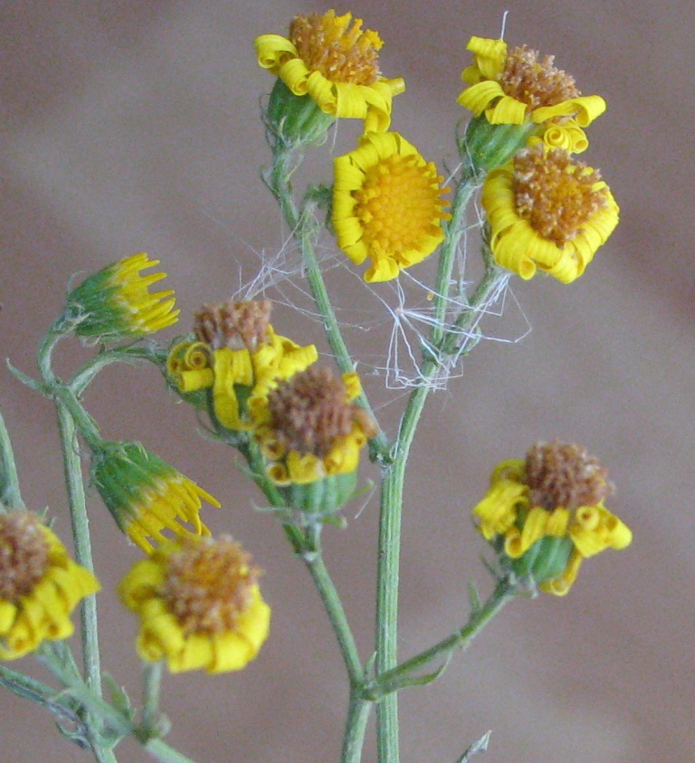 Image of Senecio grandidentatus specimen.