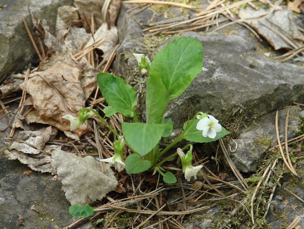 Изображение особи Viola alexandrowiana.