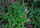 род Rubus. Цветущее растение. Сербия, национальный парк Тара, плоскогорье Равна Тара, смешанный лес. 08.07.2019.