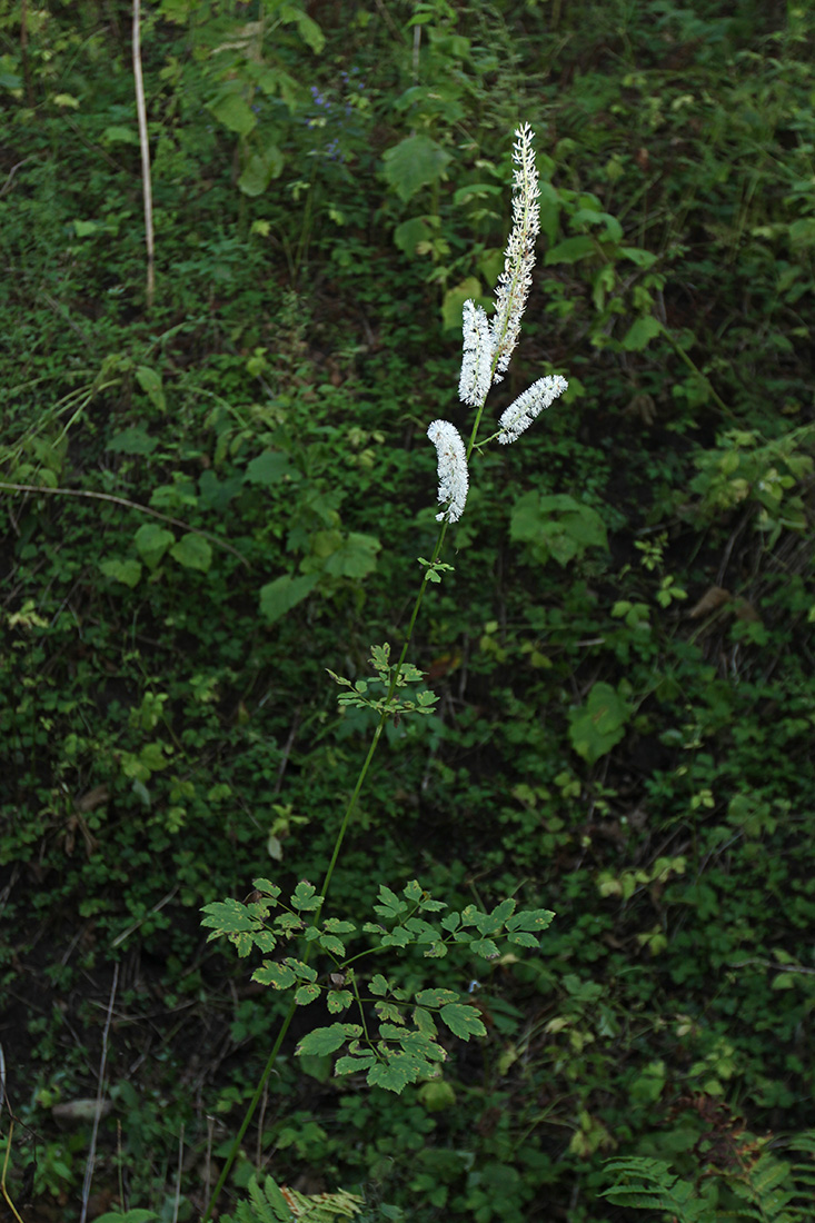 Image of Cimicifuga simplex specimen.