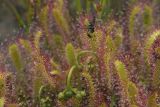 Drosera anglica