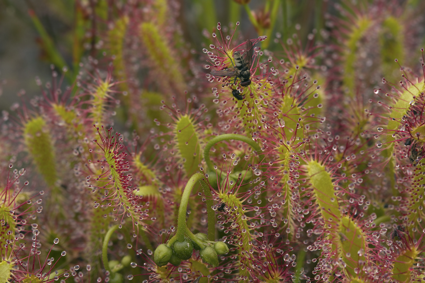 Изображение особи Drosera anglica.