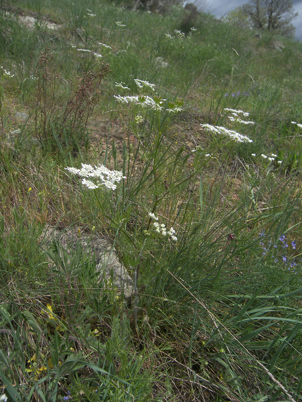 Image of Chaerophyllum crinitum specimen.