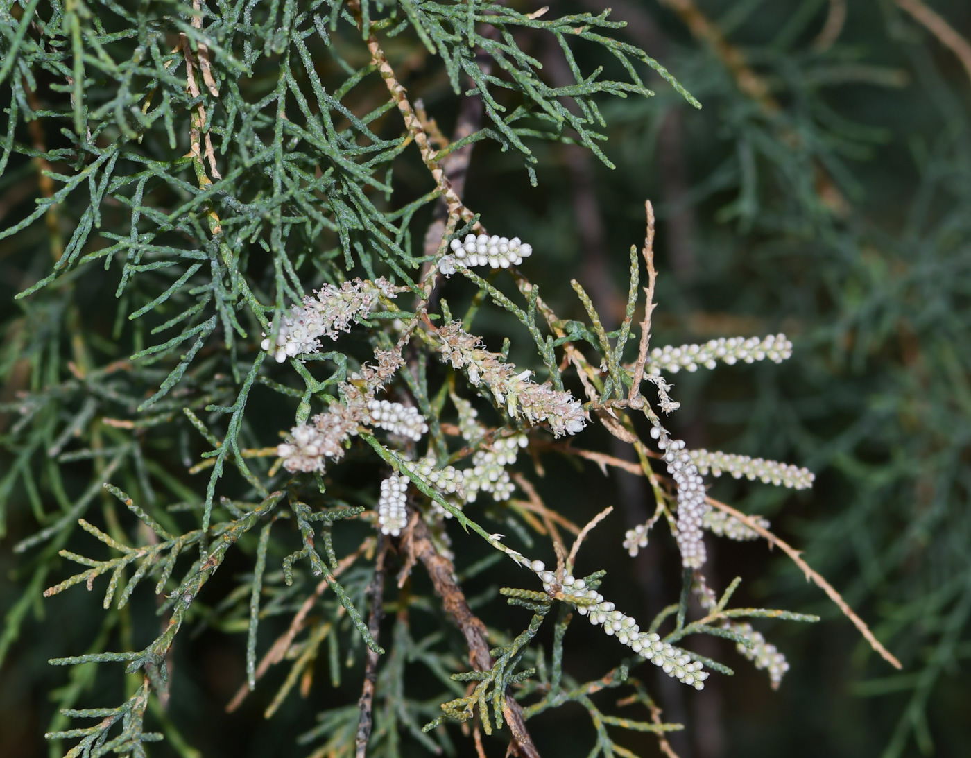 Image of Tamarix canariensis specimen.