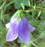 Campanula longistyla