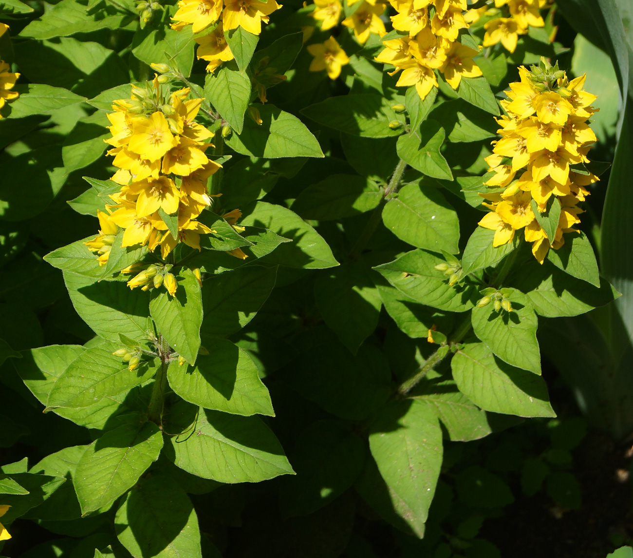 Image of Lysimachia punctata specimen.