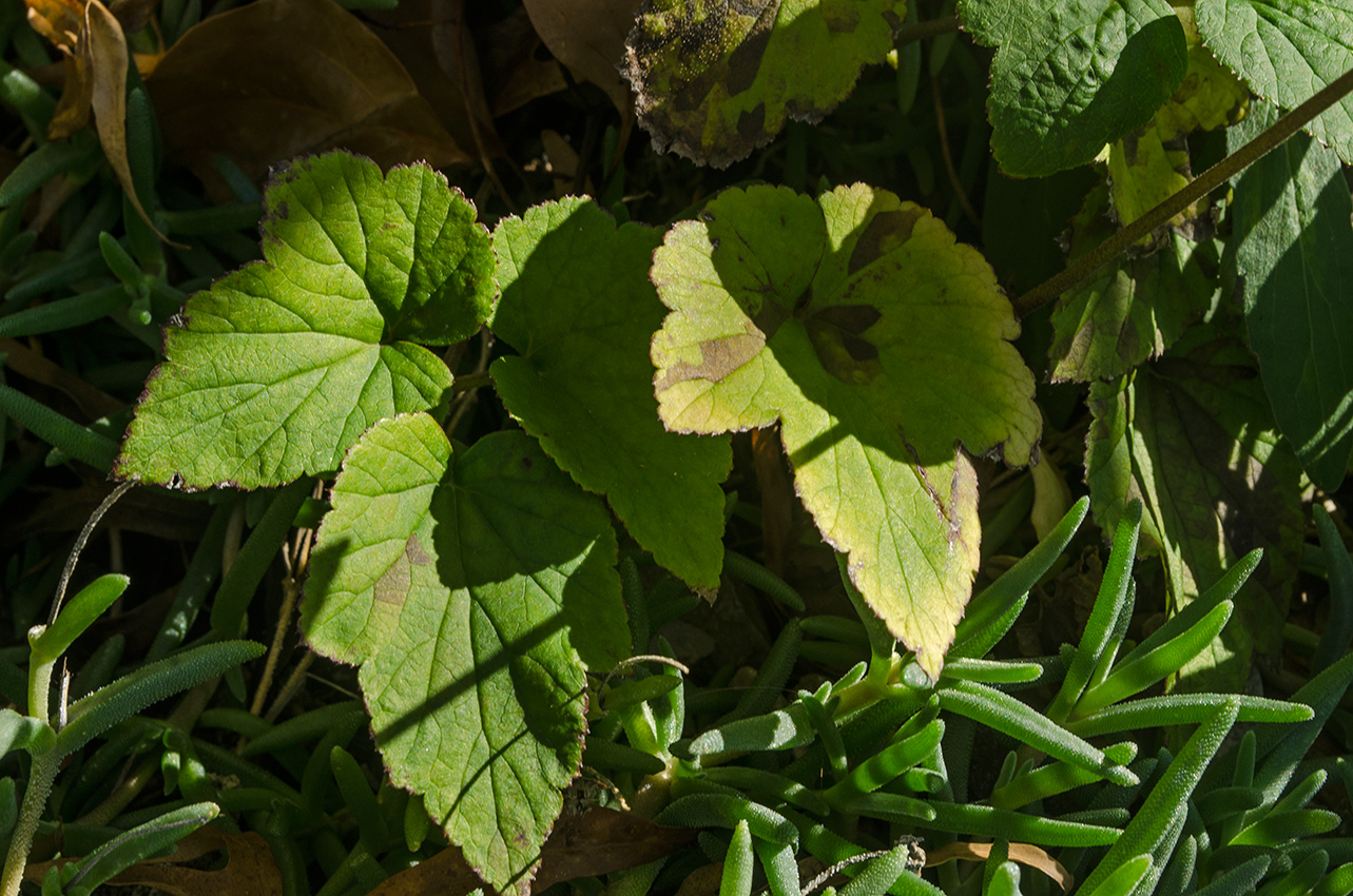 Image of Anemone hupehensis specimen.