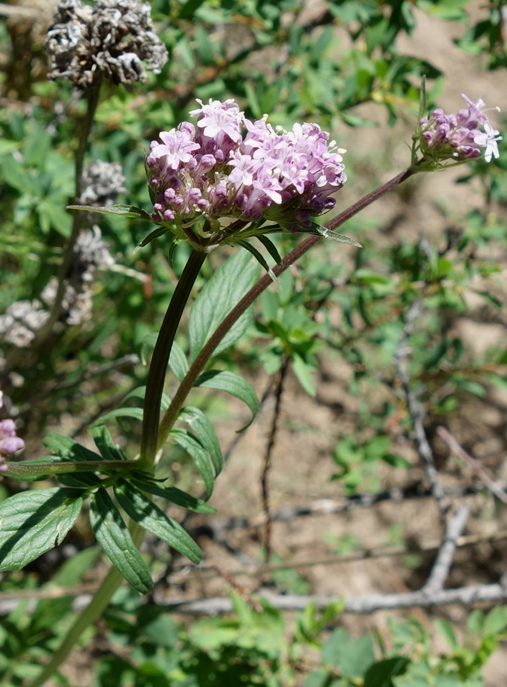 Image of Valeriana dubia specimen.