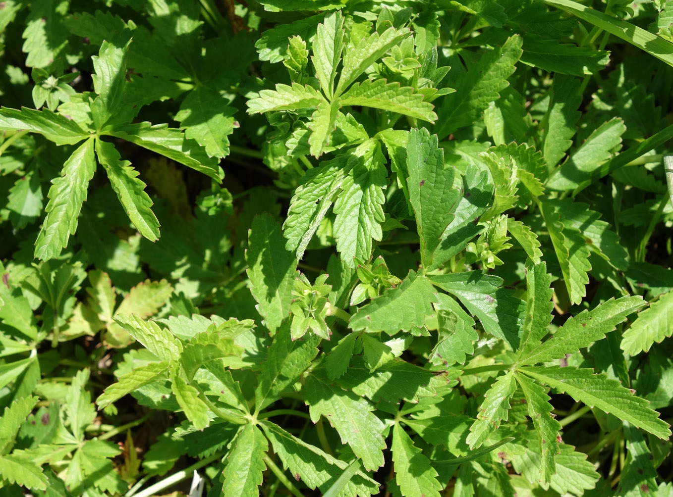 Изображение особи Potentilla reptans.