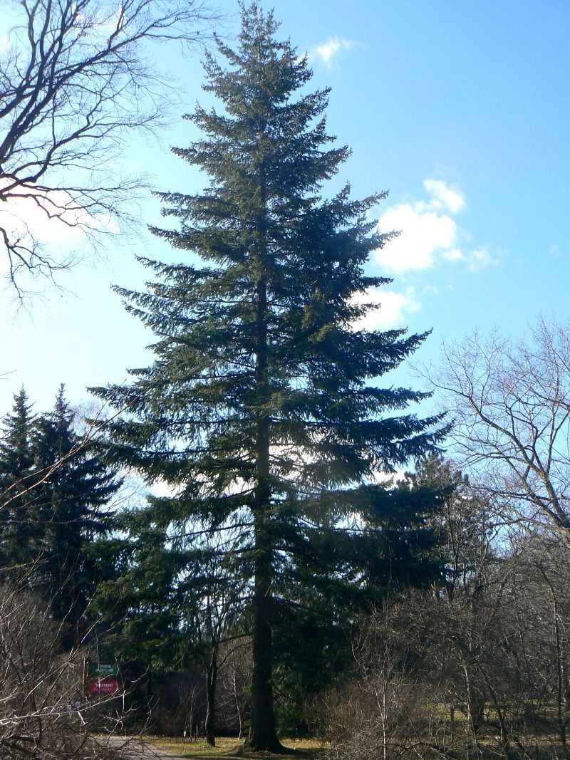 Image of Pseudotsuga menziesii specimen.