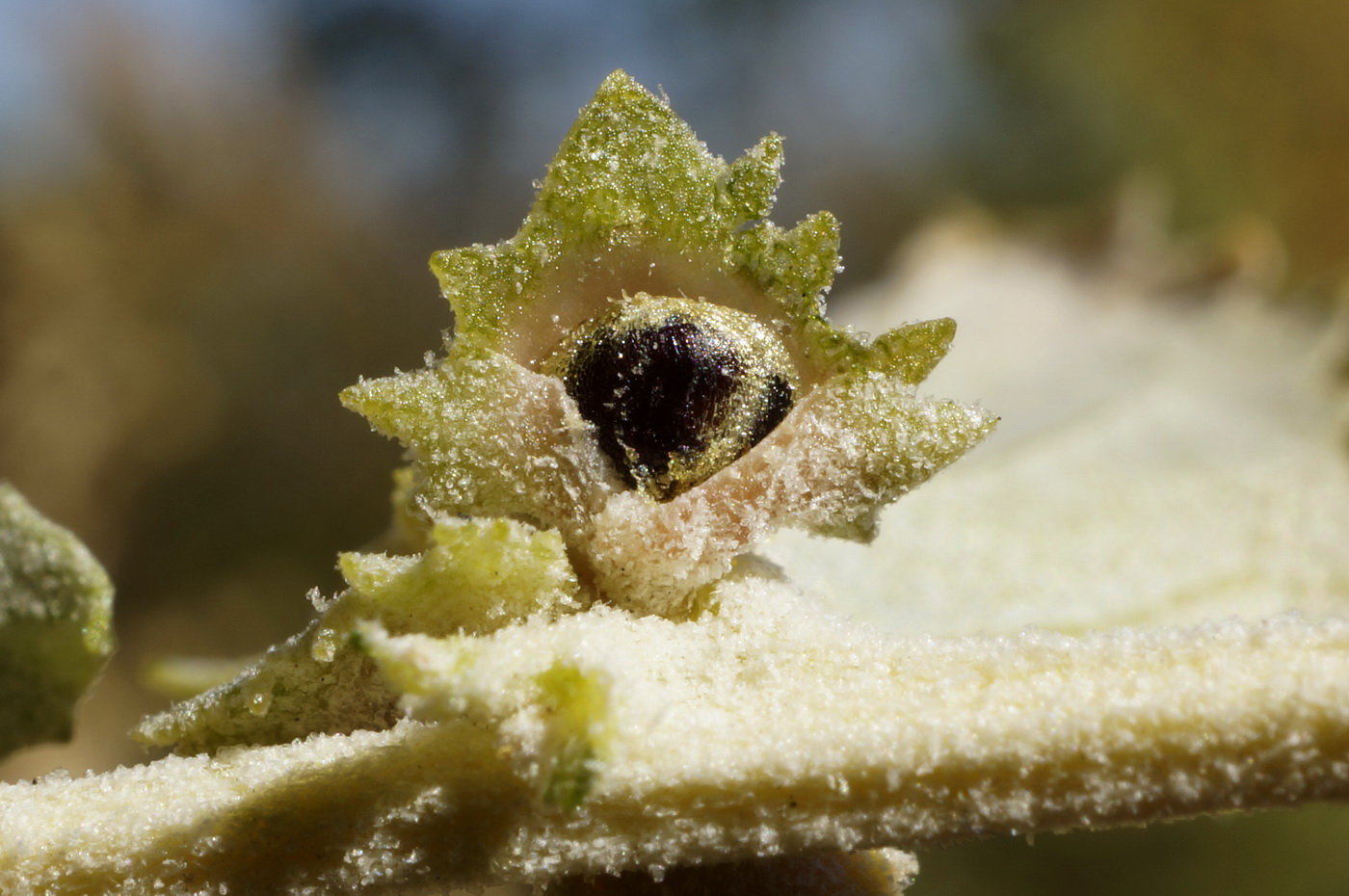 Image of Atriplex rosea specimen.