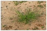 Eragrostis amurensis
