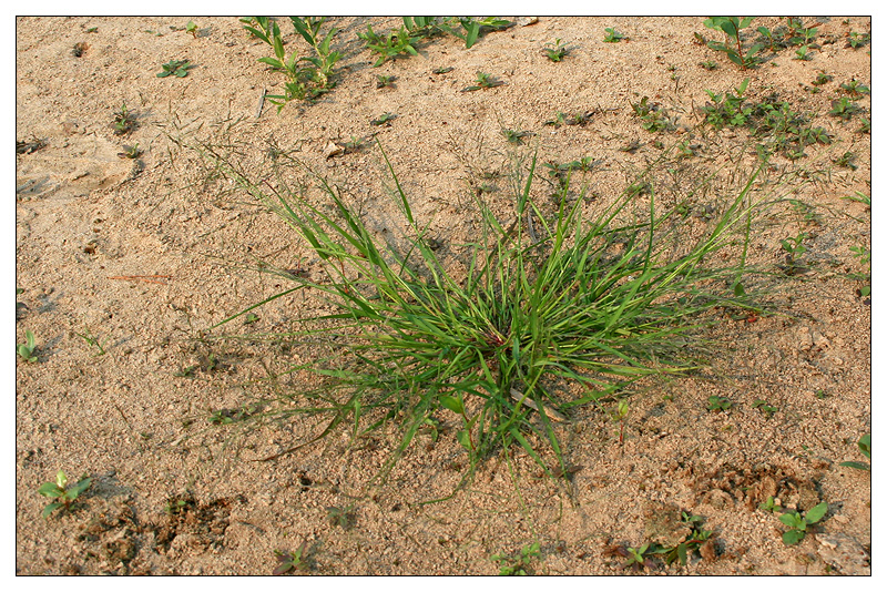 Изображение особи Eragrostis amurensis.