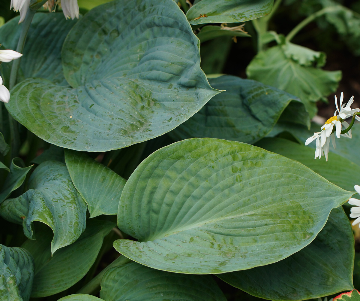 Изображение особи Hosta sieboldiana.