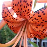 Lilium lancifolium