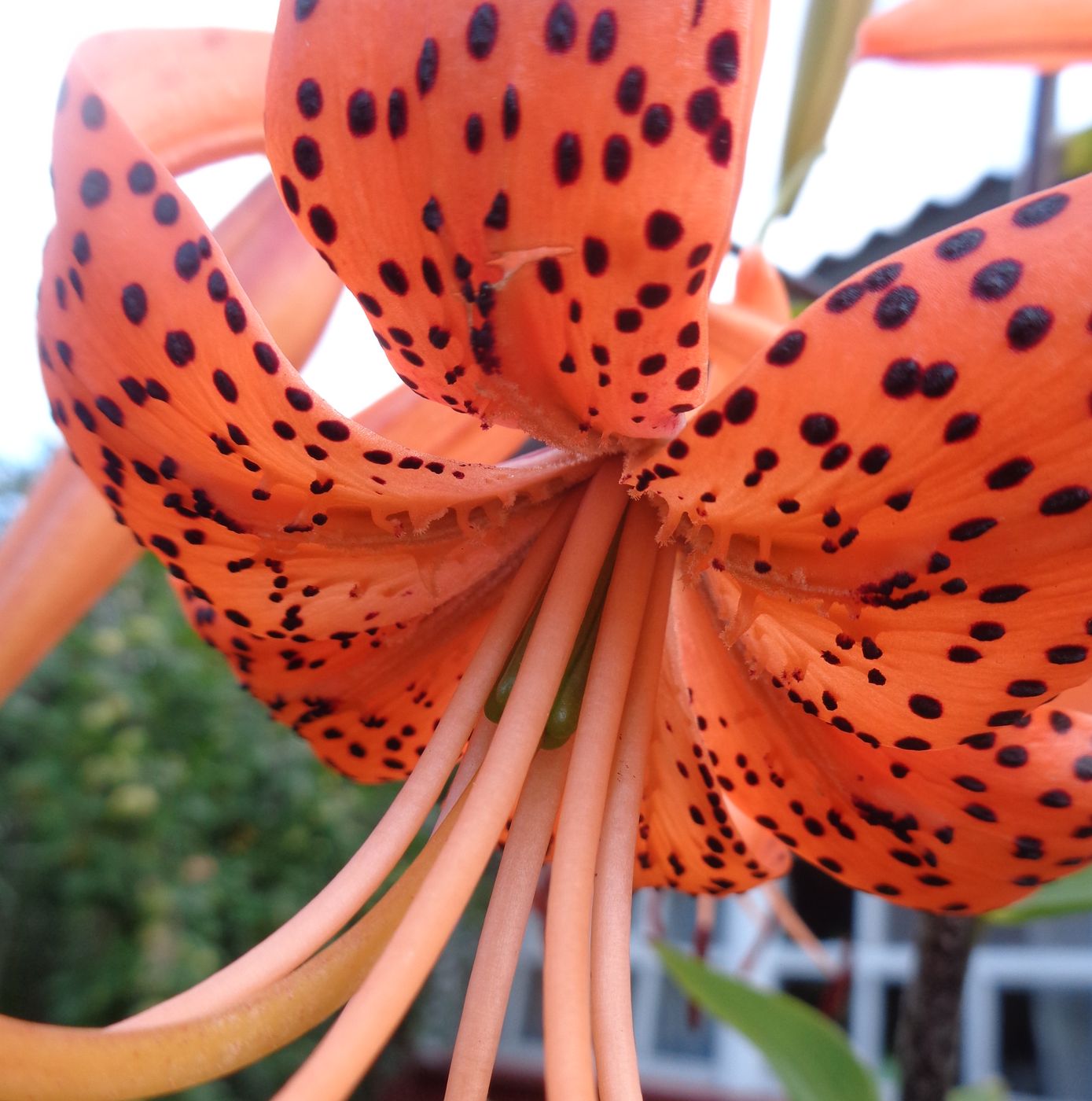 Image of Lilium lancifolium specimen.