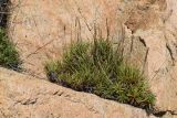 Plantago crassifolia. Плодоносящие растения в трещине между гранитных блоков. Испания, Каталония, пров. Жирона, комарка Баш-Эмпорда, муниципалитет Бегур, бухта Aiguablava, обнажения лейкогранита на абразионной береговой террасе. 25.09.2019.