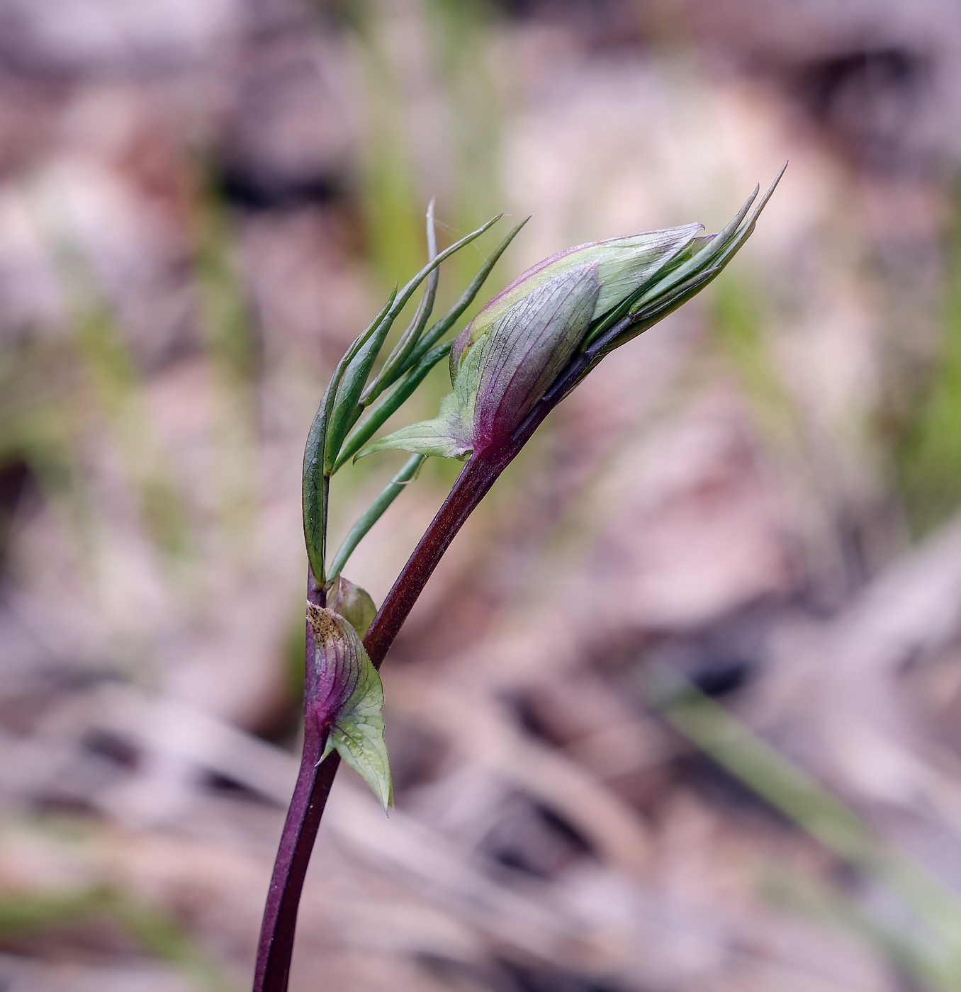 Image of Lathyrus vernus specimen.