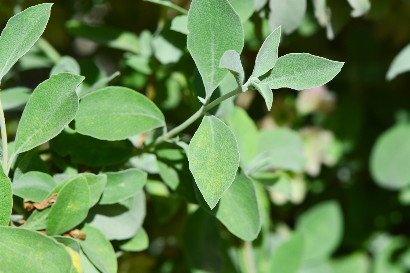 Image of Salvia dolomitica specimen.