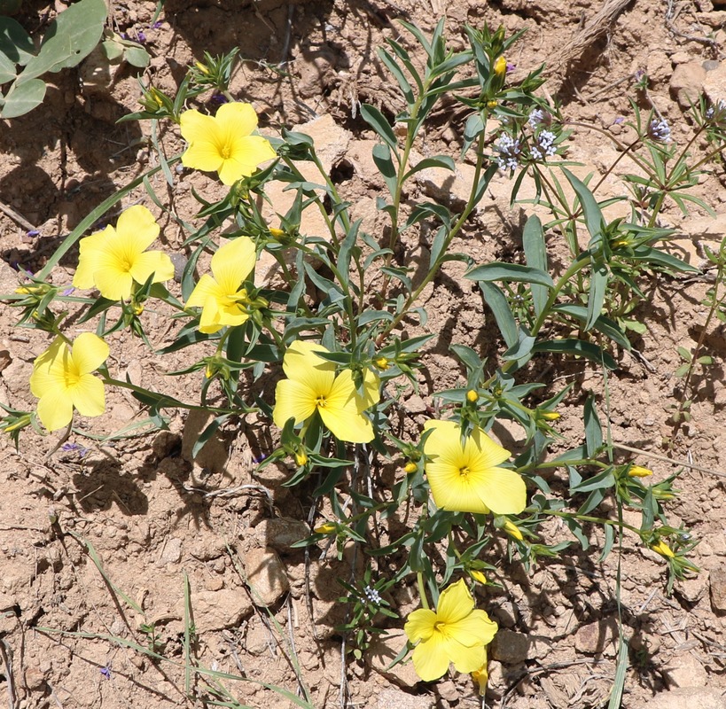 Image of Linum alexeenkoanum specimen.