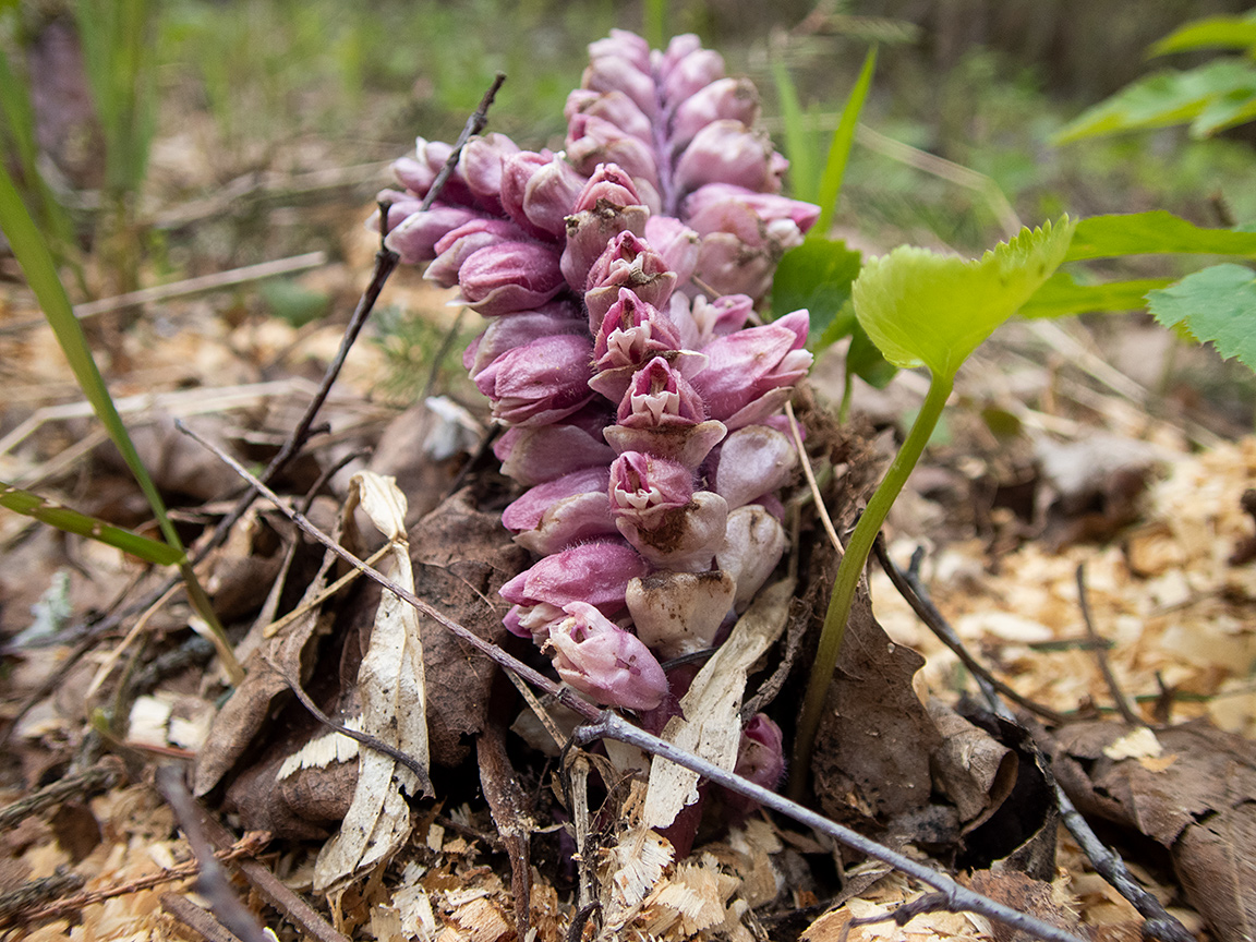 Image of Lathraea squamaria specimen.