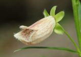 Digitalis ciliata. Цветок. Карачаево-Черкесия, Домбай, долина р. Алибек, окр. Алибекского водопада, 2000 м н.у.м. 23.07.2010.