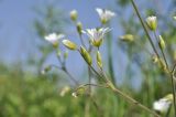 Cerastium fischerianum. Верхушка побега с соцветием. Приморский край, Шкотовский р-н, пос. Подъяпольск, вершина сопки, заросшая кустарником. 11.06.2020.