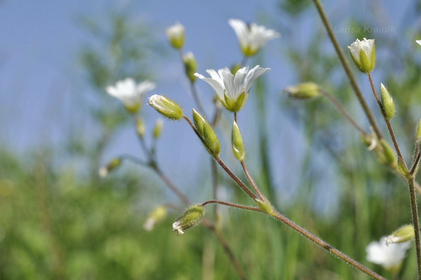 Изображение особи Cerastium fischerianum.