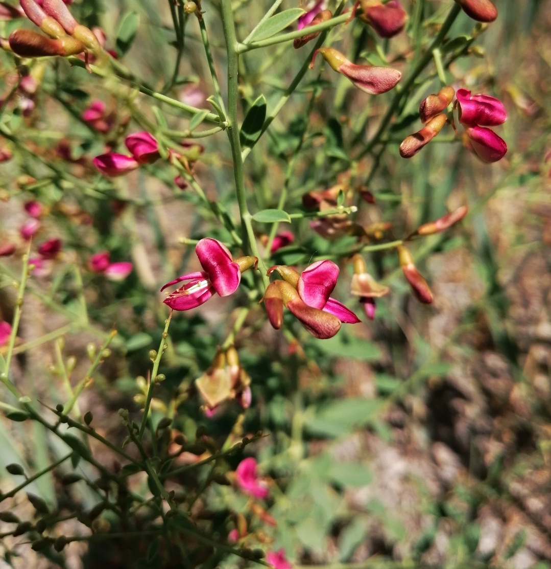 Image of genus Alhagi specimen.
