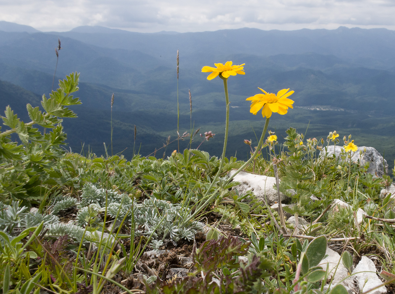 Image of Anthemis marschalliana ssp. pectinata specimen.