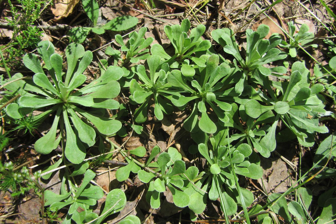 Изображение особи Antennaria dioica.