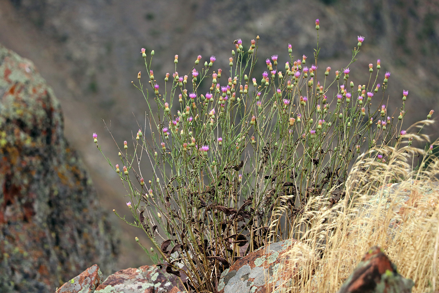 Image of Klasea sogdiana specimen.