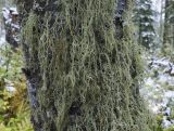 genus Usnea