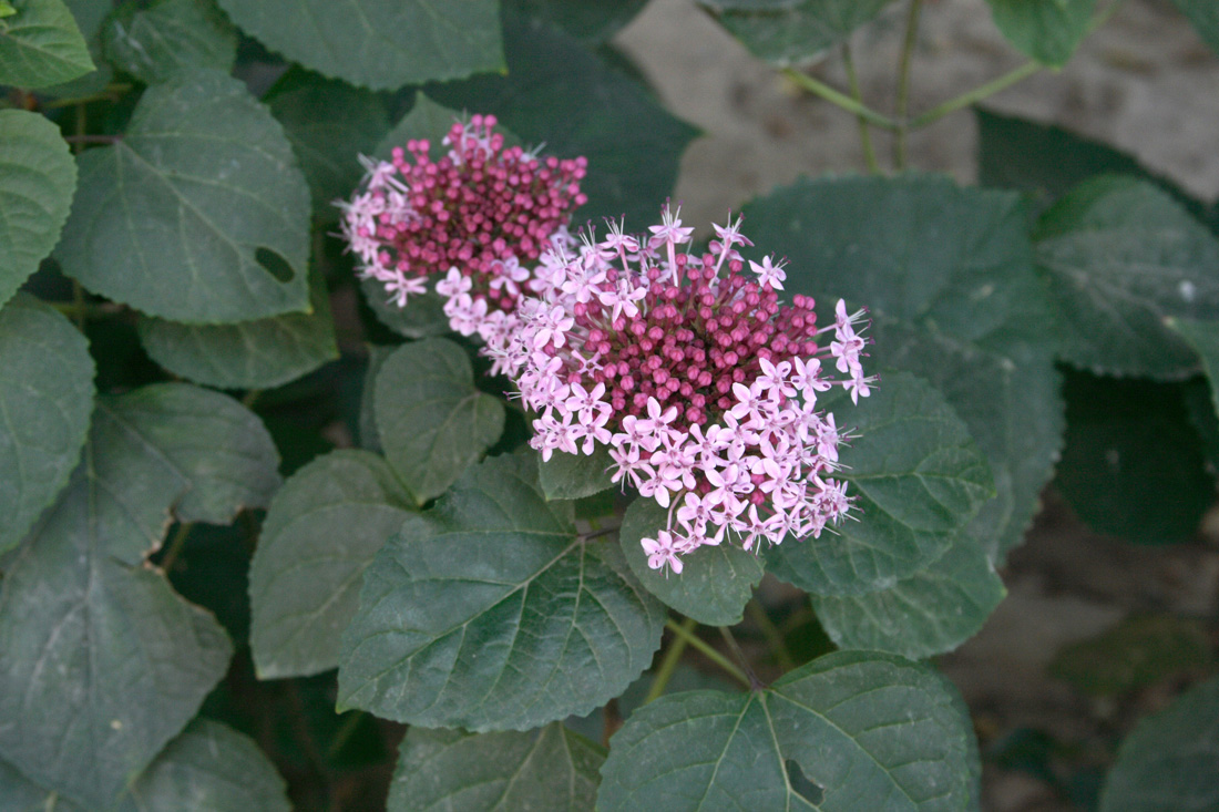 Изображение особи Clerodendrum bungei.