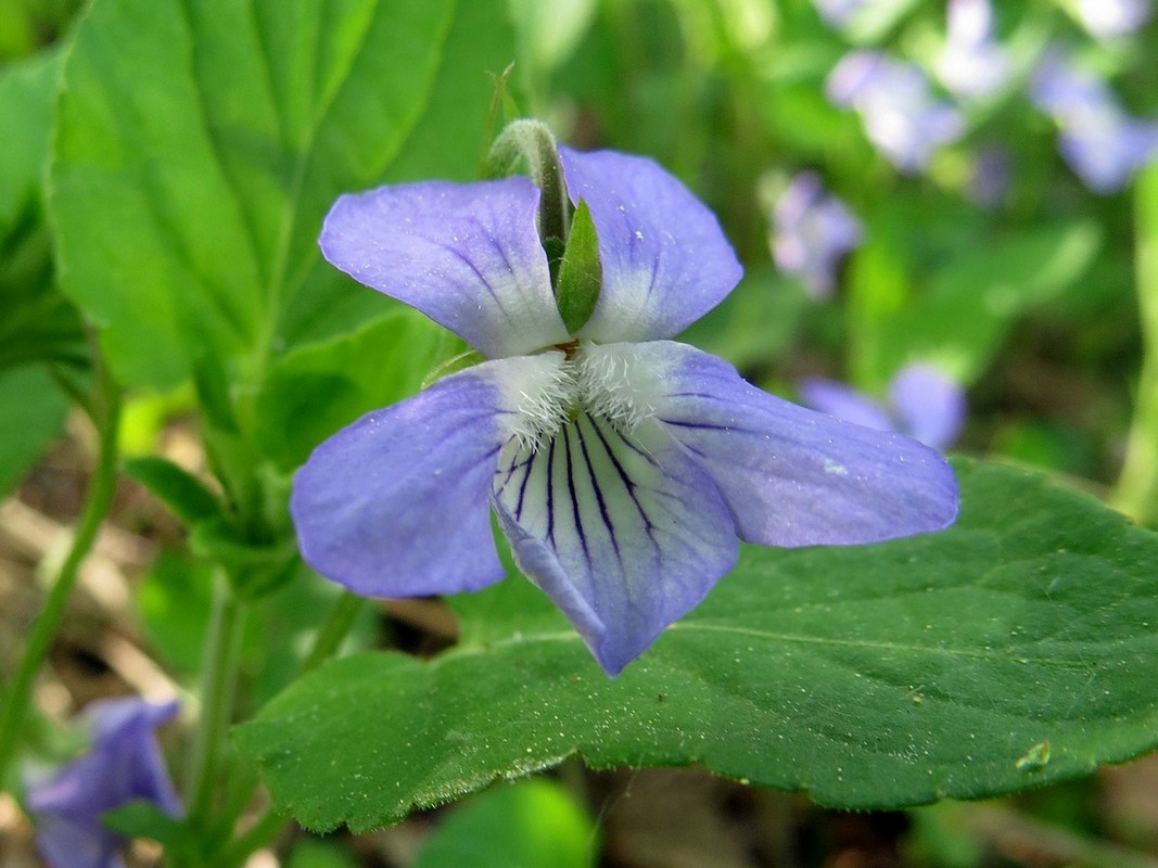 Изображение особи Viola &times; villaquensis.