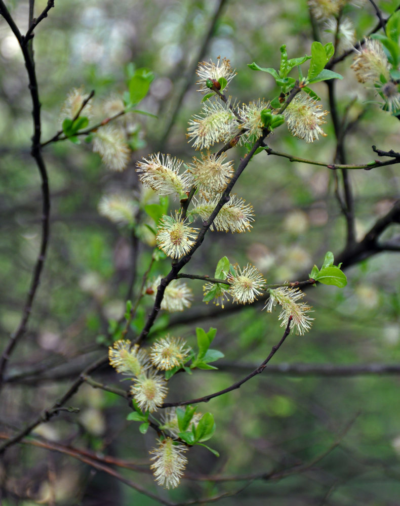 Image of Salix myrsinifolia specimen.