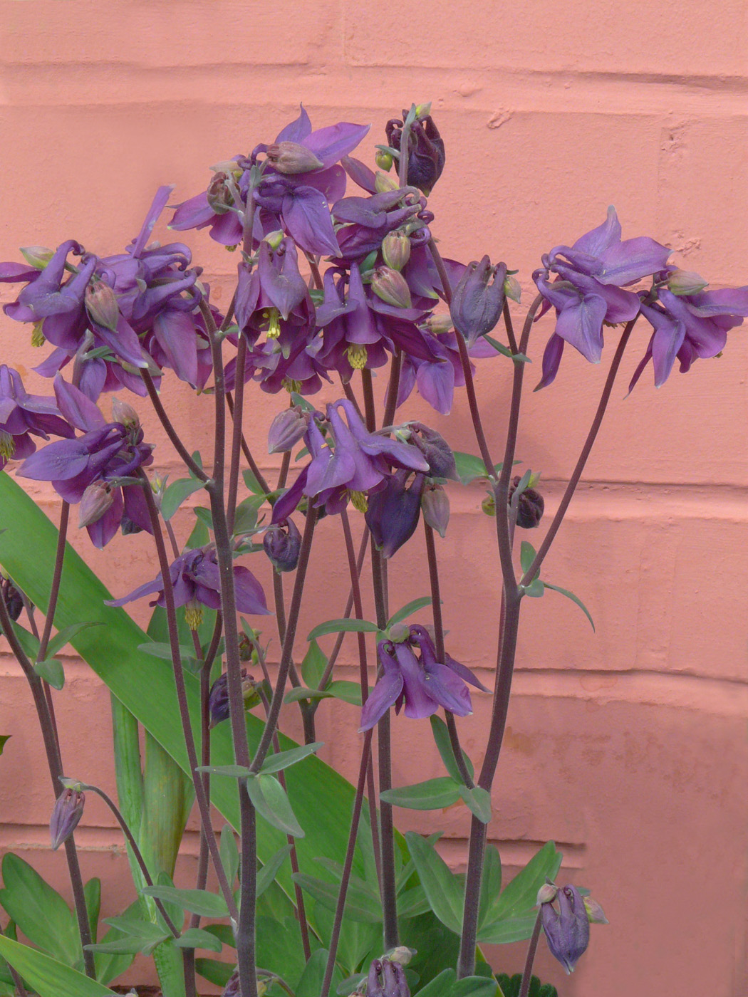 Image of genus Aquilegia specimen.