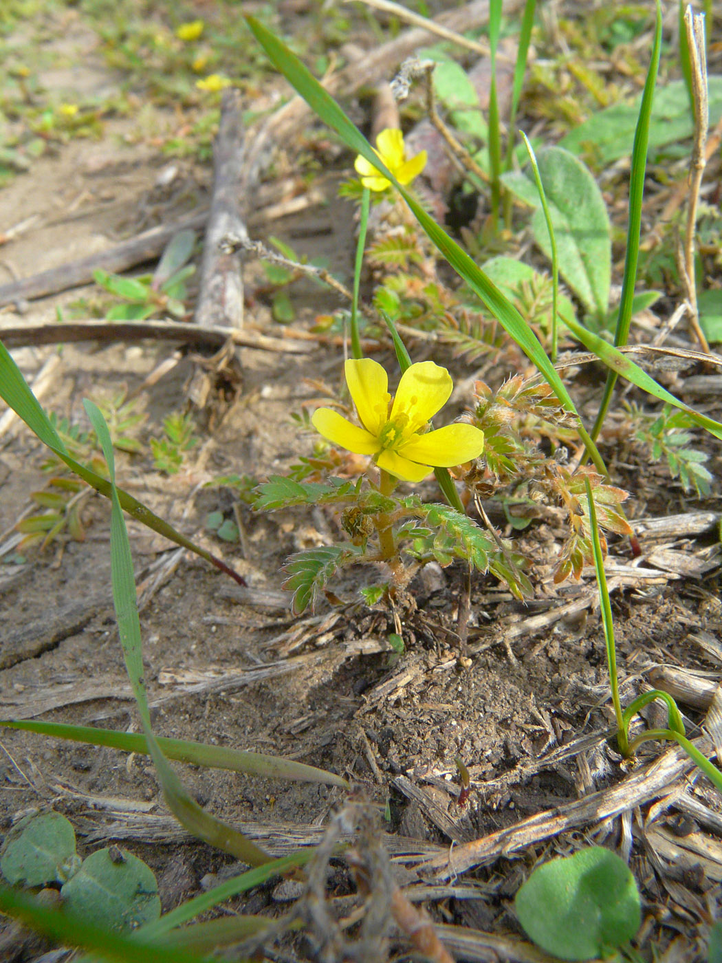 Image of Tribulus terrestris specimen.