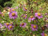 Aster ageratoides