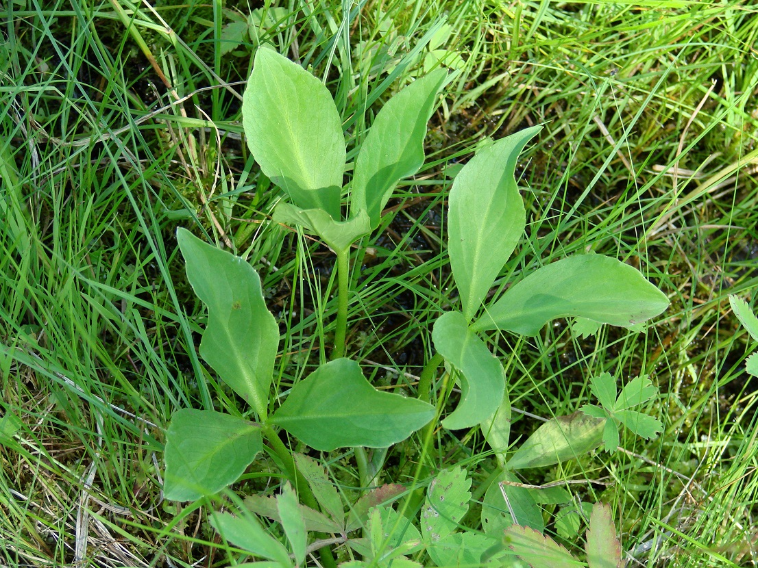 Image of Menyanthes trifoliata specimen.