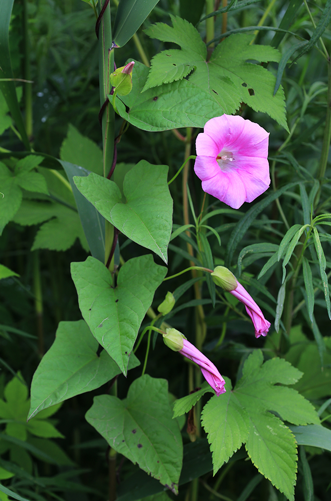 Изображение особи Calystegia inflata.