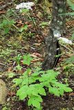 Thalictrum tuberiferum. Цветущее растение. Приморский край, Ольгинский р-н, 5 км Ю-В с. Милоградово, окр. бух. Красная Скала. 12.08.2009.